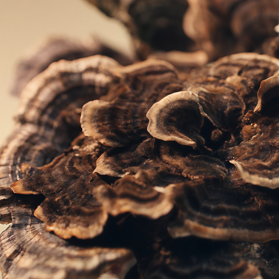 Turkey Tail